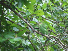 Psilopogon faiostrictus