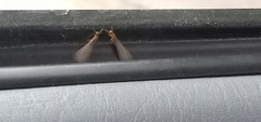 Kalotermitidae