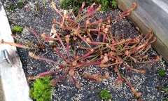 Sarraceniaceae