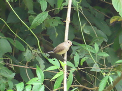 Ficedula
