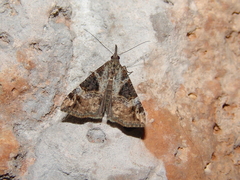 Hypena obsitalis