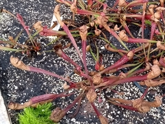 Sarraceniaceae