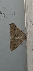Digrammia continuata