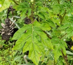 Leptostemonum