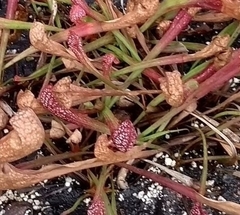 Sarraceniaceae