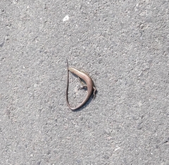 Eutropis longicaudata