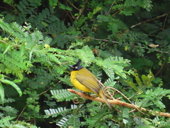 Rubigula flaviventris