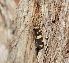 Catadoceta xanthostephana