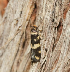 Catadoceta xanthostephana