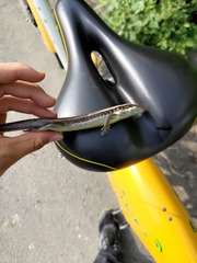 Eutropis longicaudata