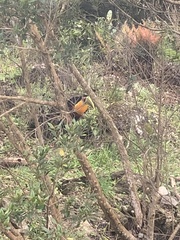 Ramphastos dicolorus