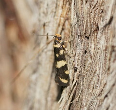 Catadoceta xanthostephana