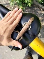 Eutropis longicaudata