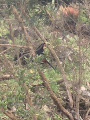 Ramphastos dicolorus