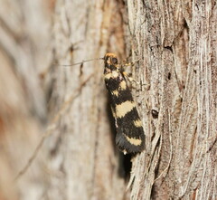 Catadoceta xanthostephana