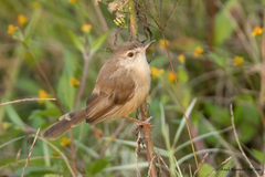 Prinia inornata
