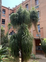 Beaucarnea recurvata