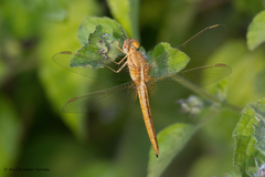 Crocothemis servilia
