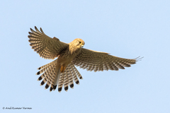 Falco tinnunculus