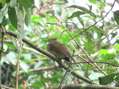 Alophoixus ochraceus