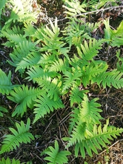 Polypodium vulgare