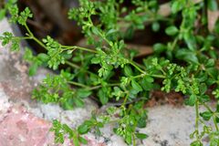 Polycarpon tetraphyllum
