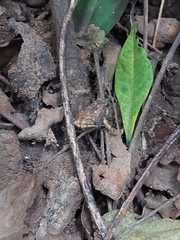 Microhylinae