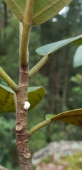 Ficus rubiginosa