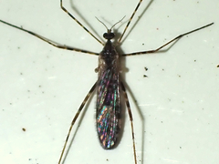 Amphineurus hudsoni
