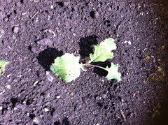Brassica oleracea gongylodes