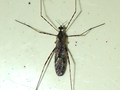 Amphineurus hudsoni