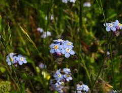 Myosotis alpestris