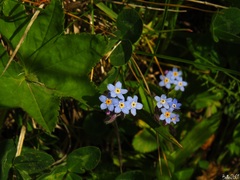 Myosotis alpestris