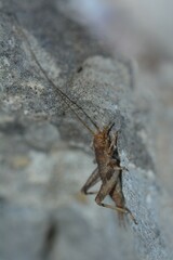 Arachnocephalus vestitus