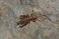 Arachnocephalus vestitus