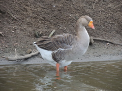 Anser anser domesticus × anser cygnoides domesticus