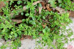 Polycarpon tetraphyllum