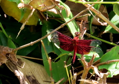 Camacinia gigantea