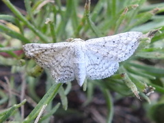 Idaea tacturata