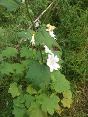 Malva weinmanniana