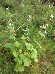 Malva weinmanniana