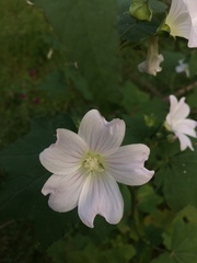 Malva weinmanniana