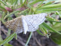 Idaea tacturata