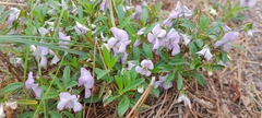 Viola arborescens