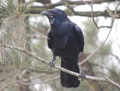 Corvus orru
