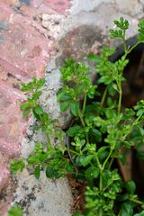 Polycarpon tetraphyllum