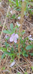 Viola arborescens