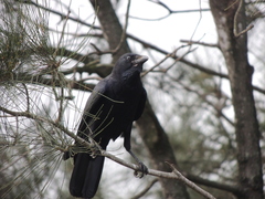 Corvus orru