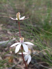 Caladenia moschata