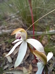 Caladenia moschata